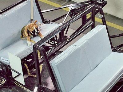 Subaru придумала краш-тесты для собак
